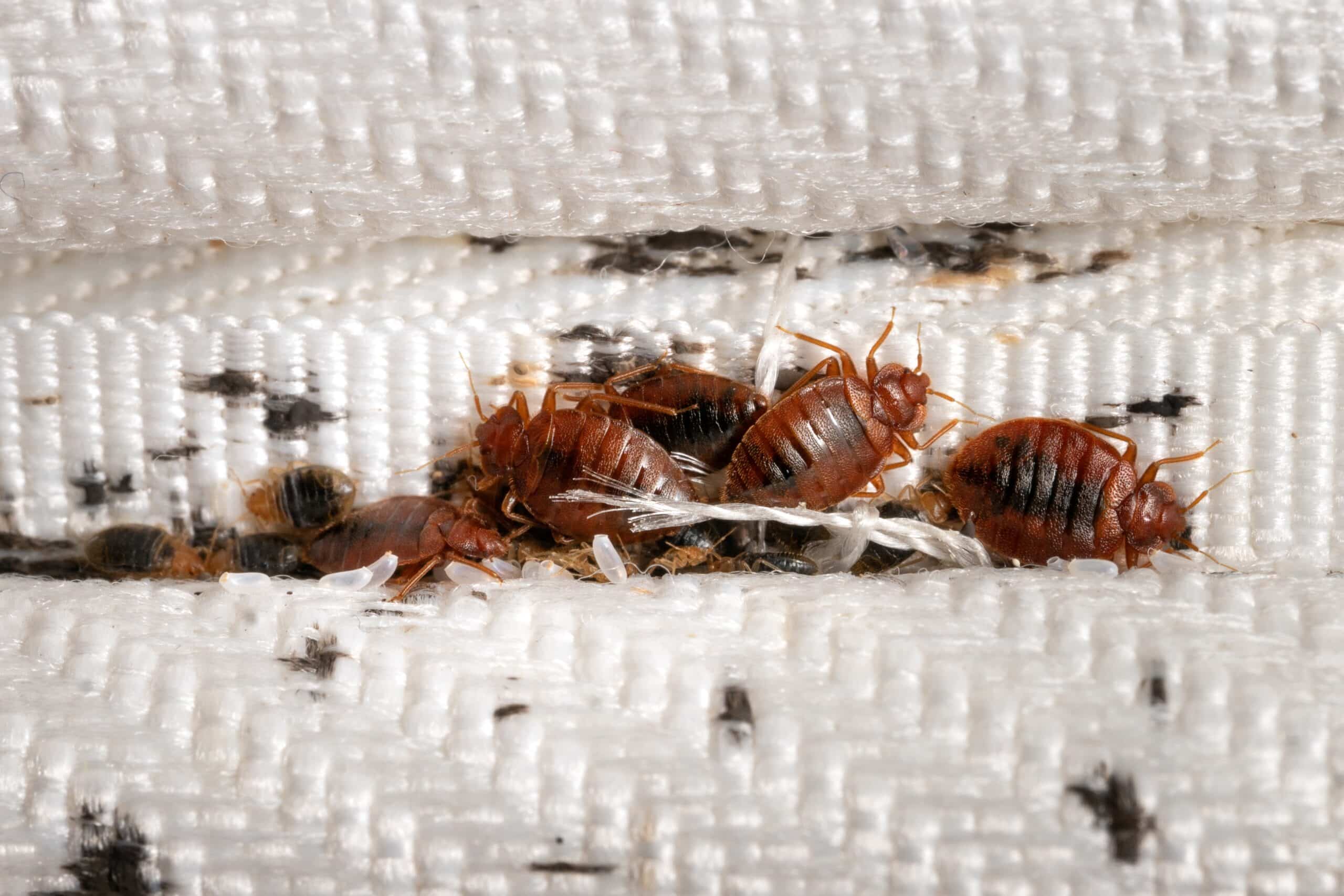 Fayetteville's Trusted Pest & Termite Experts | First Choice Pest & Termite